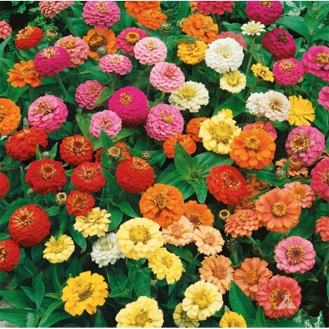 5000 Zinnia Elegans Samen – Crazy Blend, Unbehandelt, Bunte und reich blühende Gärten – Verschiedene Farben (1/5)