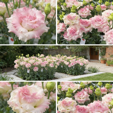 1000 Lisianthus Samen Rosa Gerüscht – Eustoma Gefüllte, Gewellte Blüten, Dekorativer Effekt für Garten