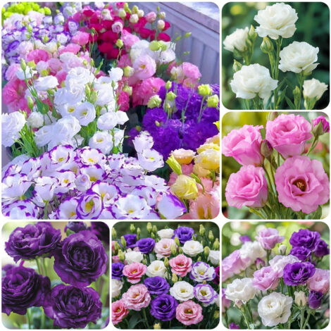 1000 Lisianthus Samen Mischung – Eustoma Gefüllte Mehrfarbige Zierblumen, Ideal für Garten und Topfkultur