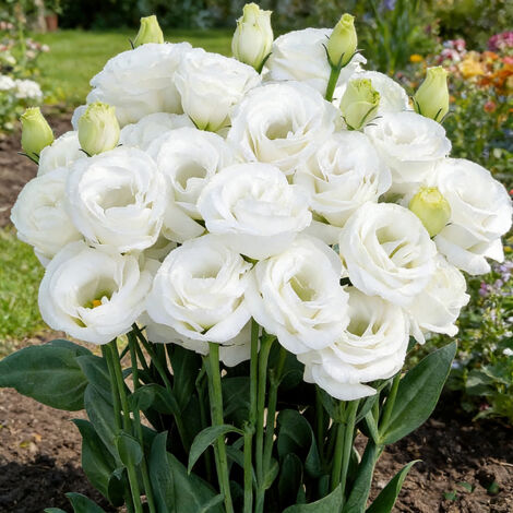 1000 Lisianthus Samen Weiß – Eustoma Reine Gefüllte Blüten, Ideal für Garten, Terrasse und Topf