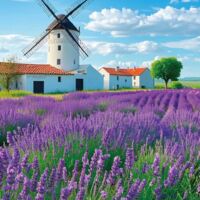 Englische Lavendelblumen Samen 1300 – Aromatische Pflanze, Garten & Balkon, Einfache Aussaat