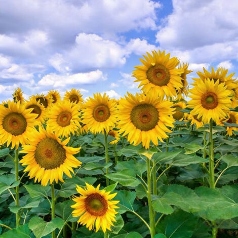 200 Sonnenblumen Samen, einfach zu züchten das ganze Jahr, dekorativ und essbar, hohe Produktion, kurze Stängel, warme und sonnige Lage, ideal für Balkon und Blumentöpfe