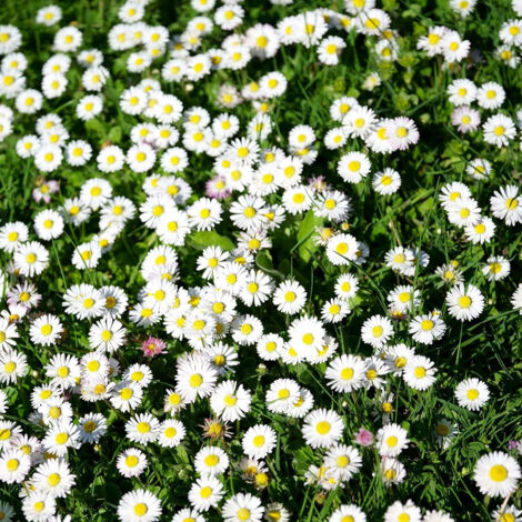 Margeriten Samen 6000 – Garten, Balkon & Töpfe, Weiße Zierblumen, Einfache Pflanzung