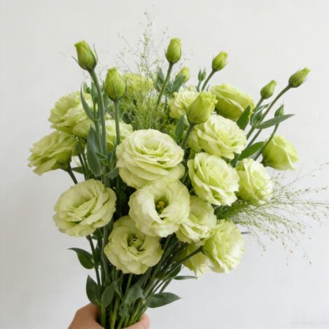 1000 Semi di Lisianthus Verde Smeraldo Lucita – Eustoma Grandiflorum Originale, Fiore Ornamentale Raro per Giardino e Vasi