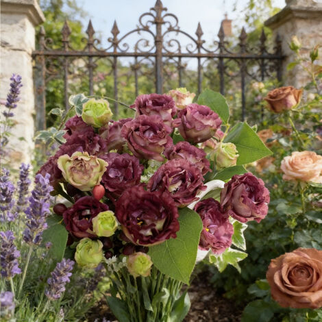1000 Semi di Lisianthus Colore Tè – Eustoma Grandiflorum Vintage, Fiori Doppi Eleganti per Giardino