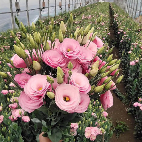 1000 Semi di Lisianthus Rosa Lucita – Eustoma a Doppia Fioritura, Pianta Ornamentale Facile per Giardino e Terrazza