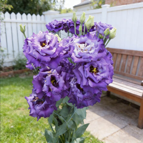 1000 Semi di Lisianthus Blu Ondulato – Eustoma Fiore Doppio Frastagliato, Varietà Originale per Giardino e Balcone