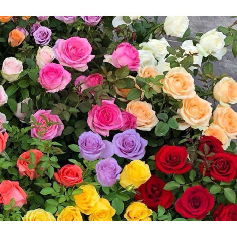 120 semi di rose colorate – Piante ornamentali varie – Per fiori in vaso, piantagione su balcone, cortile e giardino (1/4)