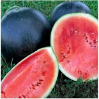 20 pz Semi di anguria per orto domestico – piante da frutto per giardino