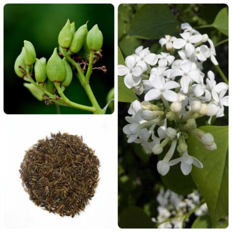 20 g de semillas de lilas blancas – Para jardín, bordes y paisajismo, flores aromáticas, atrae abejas y mariposas (1/5)