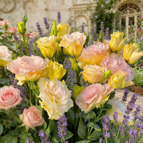 1000 Semillas de Lisianthus Color Champán – Eustoma Flor Refinada, Floración Duradera para Jardín y Macetas