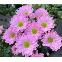 2000 semillas de pequeñas margaritas rosas – Floración abundante – Ideal para jardín, balcón y macetas – Decoración de jardín exterior