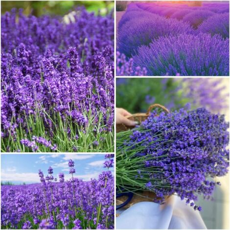 Lavendelsamen 1300 – Duftende Wildblumen, Einfache Kultur im Garten, Töpfe & Balkon (1/5)
