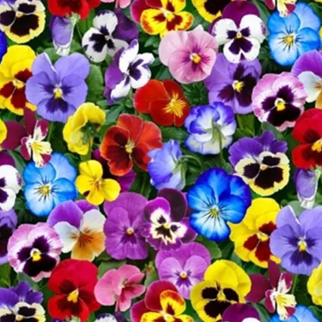 100 St. Stiefmütterchen Mix – Garten, Beete & Container, Lang blühende Blumen