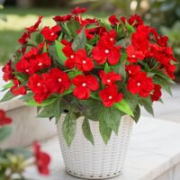 Künstliche Außen-Impatiens 4 Stück, UV-beständig, Seidenpflanzen, Garten-, Balkon- und Terrassendekoration, Farbe Rot