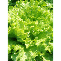10000 Stück Grüne Salat Samen Premium 10000 – Gemüse Samen für Garten
