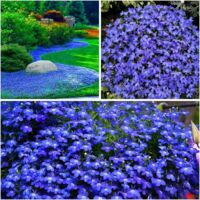 10000 Samen Kriechender Thymian Blau mehrjähriger Bodendecker robust und winterhart ideal für Garten Wege und Flächenbegrünung