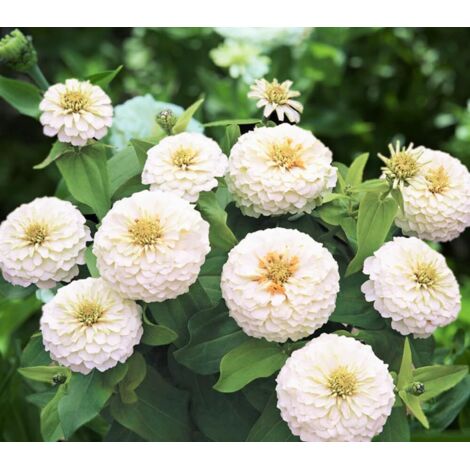 Semi di Zinnia Bianca Giardino 2026 – 2000 pcs, Fiori Decorativi Estivi, Resistente al Calore con Fertilizzante Incluso