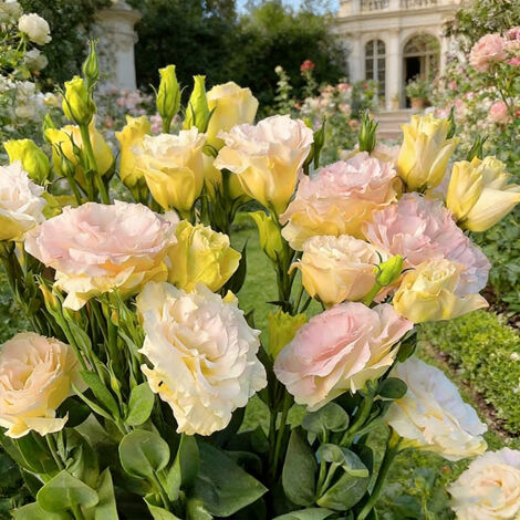1000 Semi di Lisianthus Colore Champagne – Eustoma Fiore Raffinato, Facile da Coltivare, Giardino e Terrazza