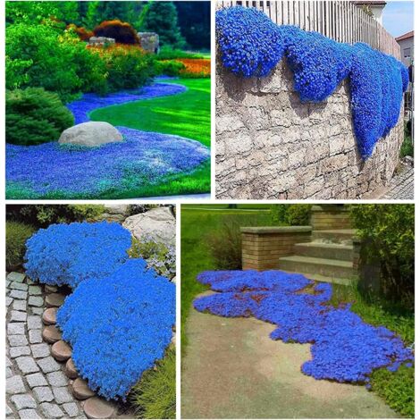 20000 Semi di Timo Serpillo Blu Strisciante – Pianta Aromatica Mellifera Coprisuolo Resistente – Ideale per Giardino, Cortile e Paesaggistica Naturale