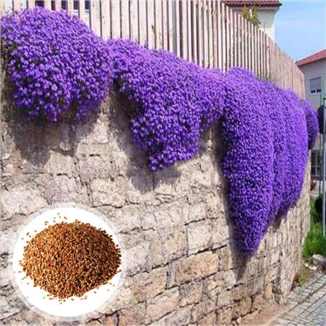 Semi di timo strisciante viola vivo – 10 000 semi – Piante ornamentali e aromatiche perenni, per vaso e giardino esterno, attrae impollinatori