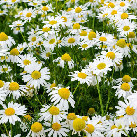 Semi di Camomilla – Confezione da 2000 semi non OGM, varietà antica, piccoli fiori simili a margherite, coltivazione indoor e outdoor