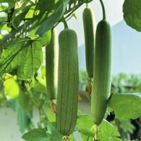 50 pz Semi di luffa premium – semi da orto per giardino