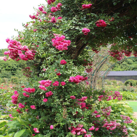 Semillas de Rosa Arbustiva, Mezcla de 800 Semillas, Rosales Trepadores para Jardín, Variedad de Colores para Exterior, Planta Perenne de Fácil Cuidado