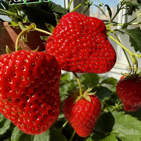 Semillas de Fresa, 200 Semillas, Variedad de Fruto Grande, Ideal para Cultivo en Maceta en Balcón, Fácil de Cultivar, Semillas de Fresa para Huerto Urbano (1/5)