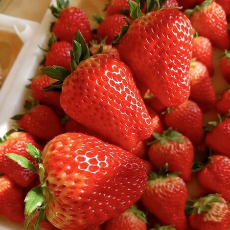 Strawberry Seeds, 200 Seeds, Fruit & Vegetable Seeds for Balcony Growing, Easy to Grow, Ideal for Container Gardening & Home Garden (1/5)