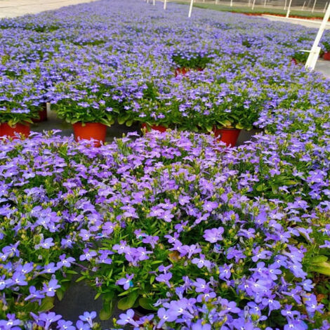 Lobelia Seeds, 2000 Seeds, Trailing Annual Flower for Hanging Baskets, Containers & Garden Borders, Abundant Blue Blooms for Balcony & Patio Decor (1/3)