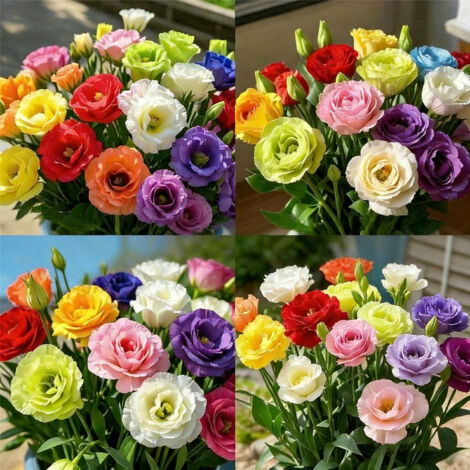 1000 Semillas de Lisianthus Dobles – Flores Anuales Multicolor, No-OGM, Ideal para Jardín y Decoración Exterior (1/5)