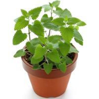 500g Semillas de Catnip Premium – Plantas Seguras para Gatos Jardín y Hogar