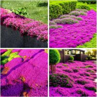 10000 Semillas de Tomillo Serpol Rojo Rosa Rastrero Planta Aromática Mellífera Cubresuelos Decorativo Ideal Para Rocalla Jardín y Caminos