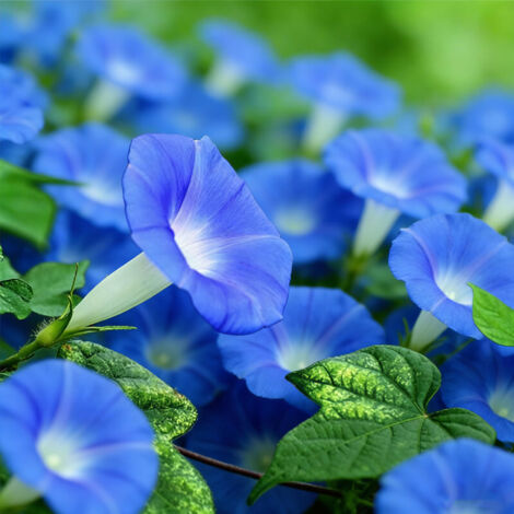100 semi di gloria mattutina, semi rampicanti con concime, semi biologici per la semina, facili da piantare e ad alto tasso di germinazione, bellissimi fiori azzurri chiari, ideali per balconi, giardi