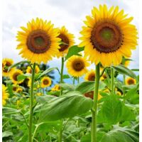 1000 pz Semi Girasole – Piante Fiori Giardino
