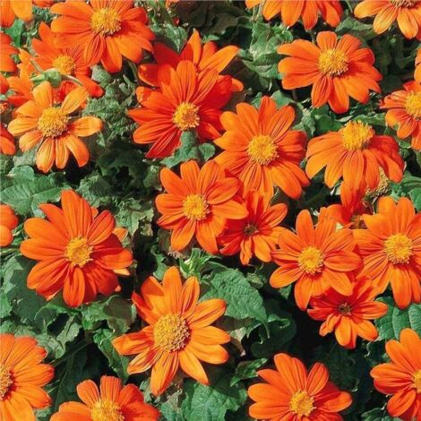 Semillas de Girasol Mexicano (Tithonia rotundifolia) rojo – Lote de 100 semillas, variedad de polinización abierta, flores anuales para jardín, macizo, maceta y jardín de mariposas