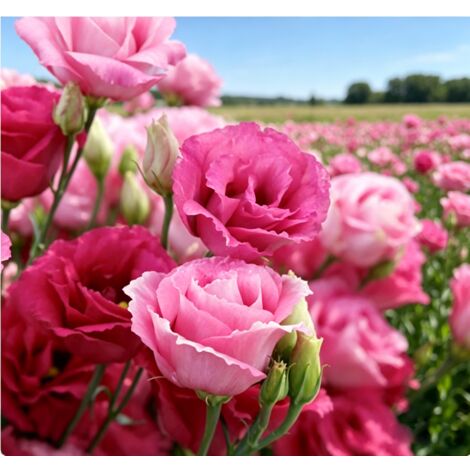 5000 semillas de lisianthus rojo Lucita – Variedad original, fácil de cultivar, para jardín y macetas decorativas (1/5)