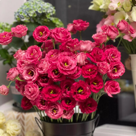 500 semillas de lisianthus rojo – Variedad original, fácil de cultivar, ideal para jardín, balcón y macetas decorativas (1/4)