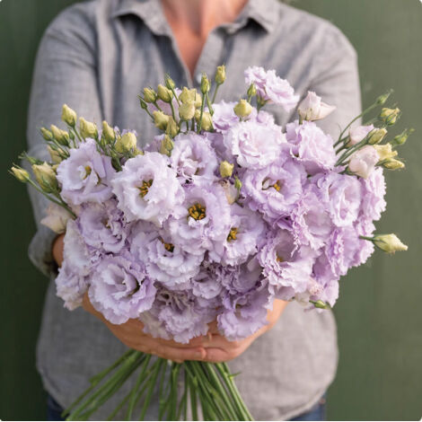 2500 semillas de lisianthus color lavanda – Variedad original, fácil de cultivar, ideal para jardín, balcón y macetas decorativas (1/5)