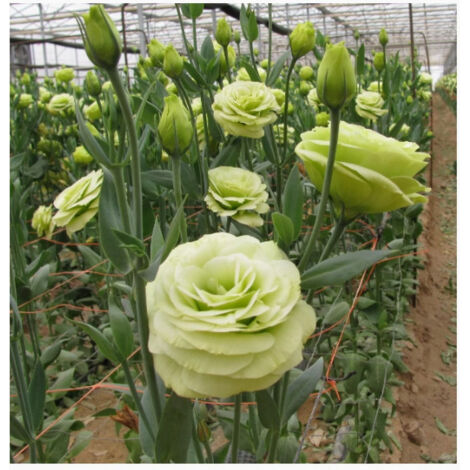 500 semillas de lisianthus verde – Variedad original, fácil de cultivar, para jardín y macetas decorativas (1/5)