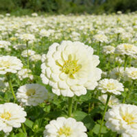 Semillas Zinnia 5000 uds – Crazy Blend, Blanco, Jardín y Macizos
