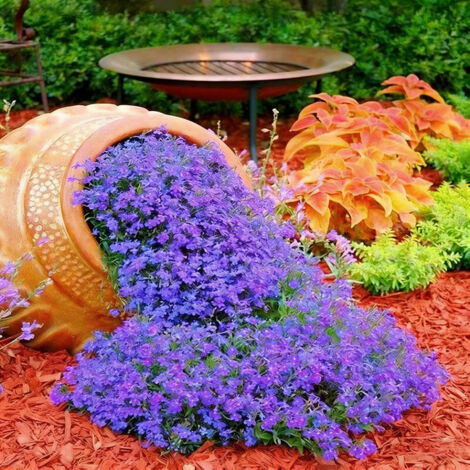 4000 semillas de lobelia, fáciles de cultivar, semillas de flores con fertilizante, floración larga y colores vivos, semillas de flores cubresuelos silvestres, para balcones, macetas y bordes