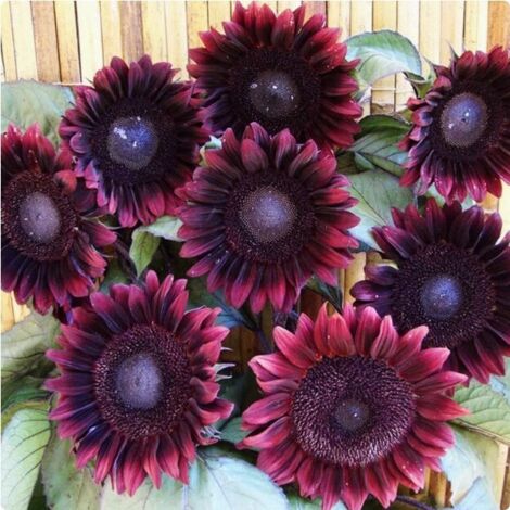 1000 semillas de girasol, alta germinación, fáciles de cultivar, ideales para atraer insectos polinizadores, aptas para jardín exterior, macetas y bordes de parterres, modelo D