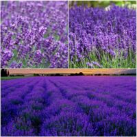 Semillas Lavanda 1000 – Planta Perenne Aromática, Floración Violeta para Jardín