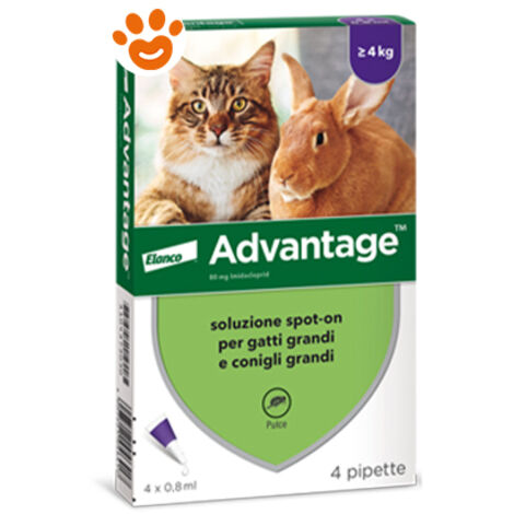 Elanco Advantage 80 mg Gatto oltre 4 kg  - Elanco Advantage 80 mg Gatto oltre 4 kg - Confezione Da 4 Pipette