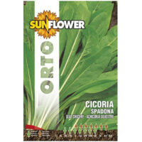 Sementi Cicoria Spadona Sunflower