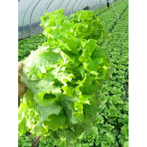 Salat Samen 900 Stück, Kopfsalat Saatgut Garten und Balkon (1/5)
