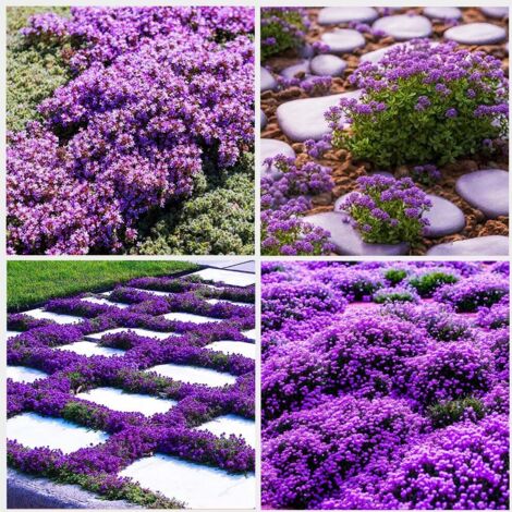 Thymiansamen – 10000 Samen für Küche, Garten & Balkon, Einfache Aussaat & Duftende Kräuter, Violett
