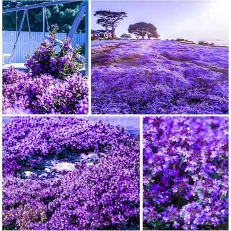 Aromatischer Thymian – 50000 Samen für Gemüsebeet, Beete & Container, Einfache & Schnelle Aussaat, Violett